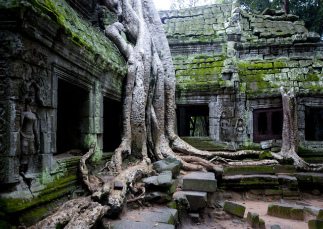 Tree roots growing over a building in Ta Prohm