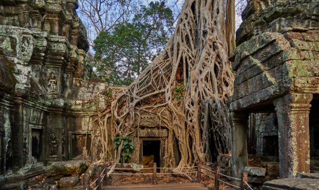 Tomb Raider Tree at Ta Prohm