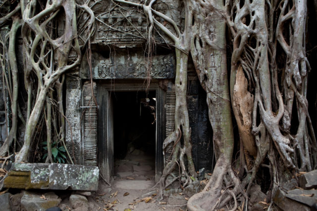 Tree roots over a doorway at Ta Prohm