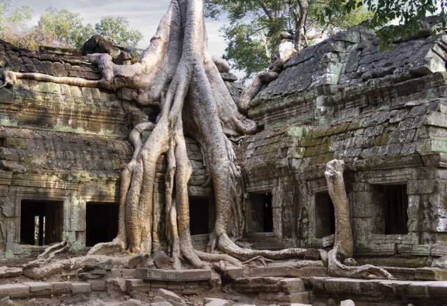 Tree roots growing over a building in Ta Prohm