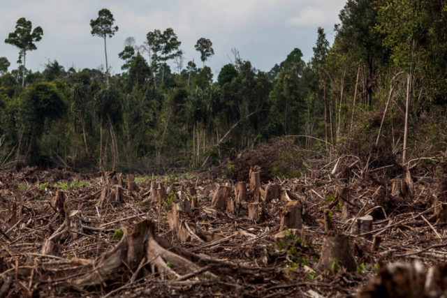 Clear cut tree stumps in the foreground, with forest in the background.