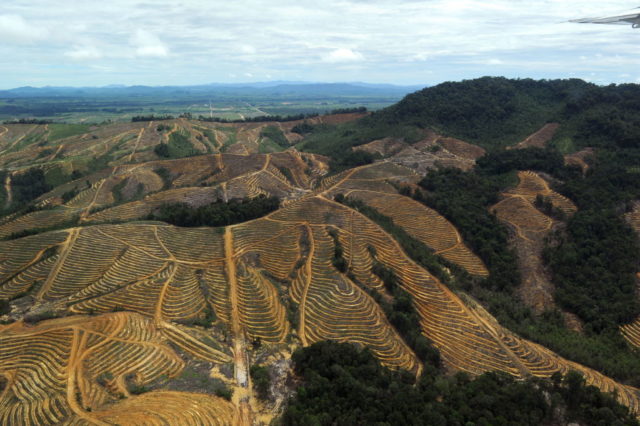 Aerial shot of a palm plantation planted in curved lines.