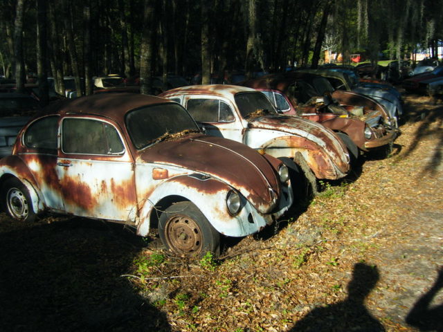 Row of extremely rusted Volkswagen Beetles in the middle of a forest.
