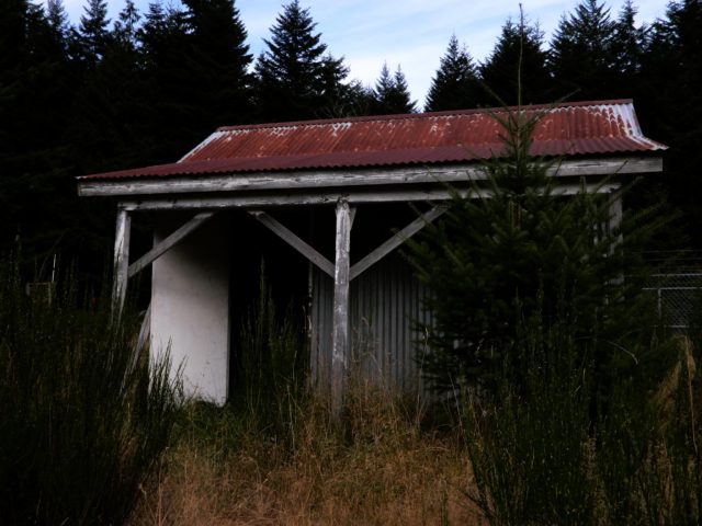 A decaying shed with a red roof and tall bushed in front