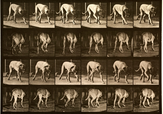 Multiple sepia-toned photos of a dog walking