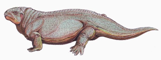 illustration of a lizard type creature