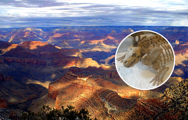 A view of the Grand Canyon wand a picture of a reptile skeleton