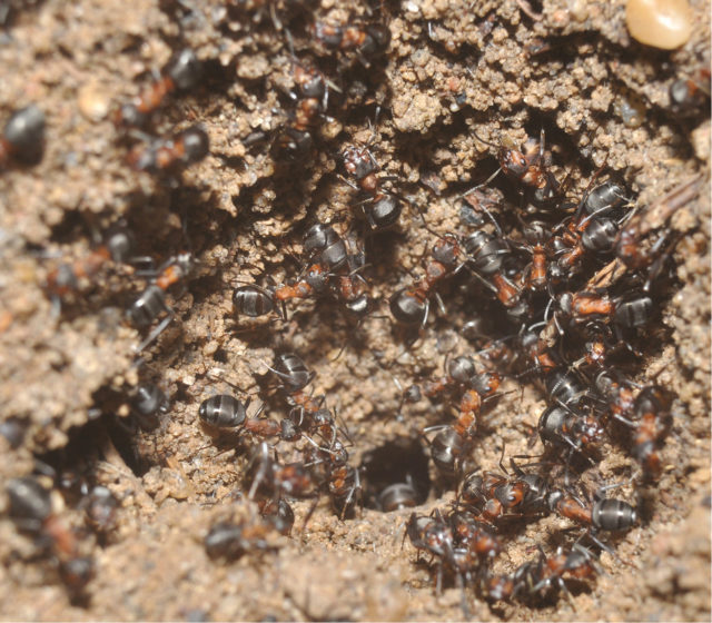 Colony of ants crawling over dirt