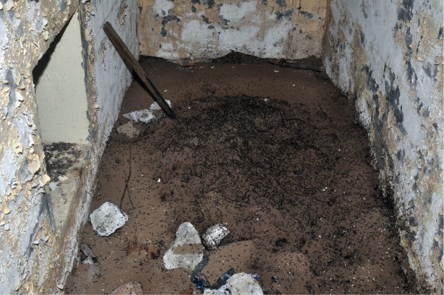 Ants crawling over a mound at the bottom of a Soviet-era bunker