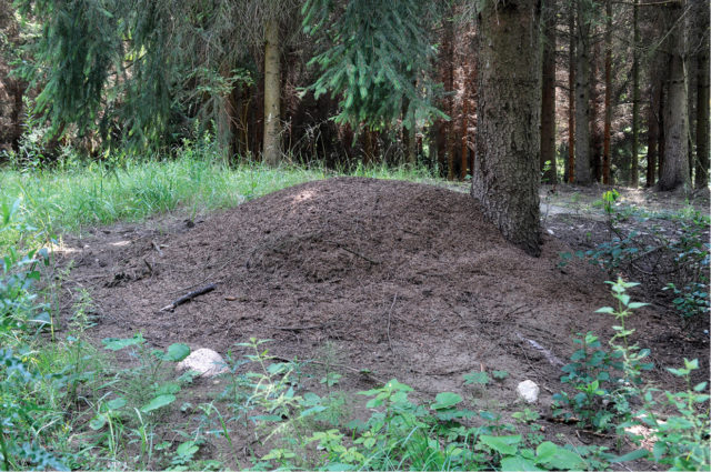 Mound of dirt in the middle of a forest