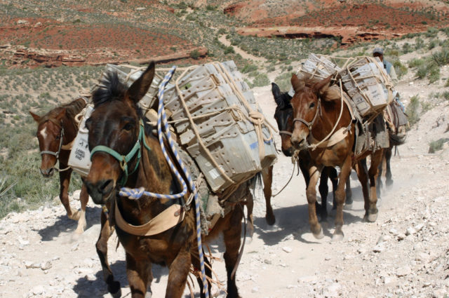 Mules with mail boxes strapped to them