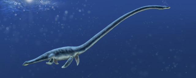 Rendering of a dinosaur with a long neck and flippers swimming in water.