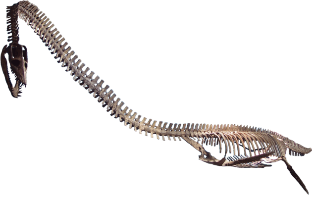 Skeleton of an Elasomosaurus.