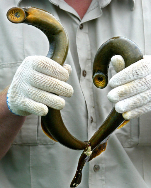 Person holding two lampreys while wearing white gloves.