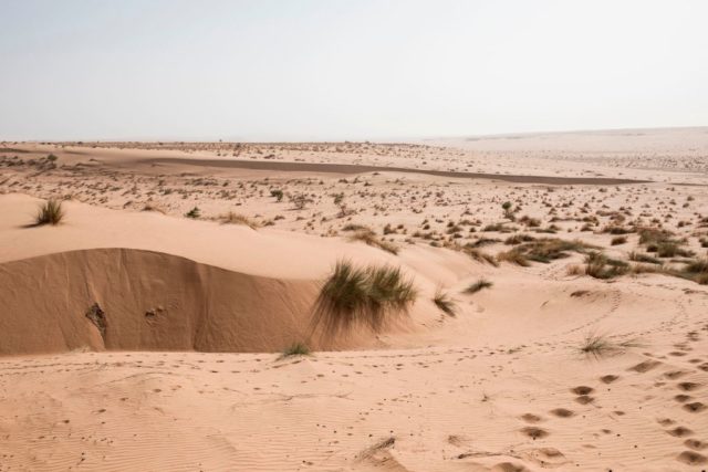 Sand and vegetation across the Sahara Desert