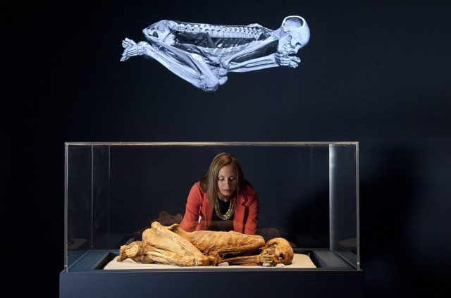 Staff member lookings into a glass case with a mummy curled in the fetal position.