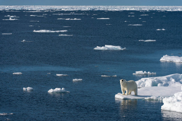 A polar bear on the edge of the sea ice with open ocean all around