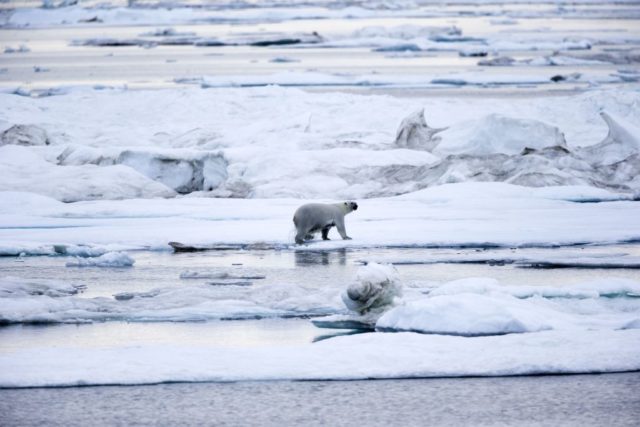 A polar bear walks on the ice on Wrangel Island