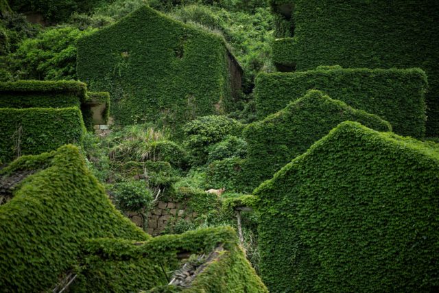 The sides of abandoned buildings overgrown with green plants 