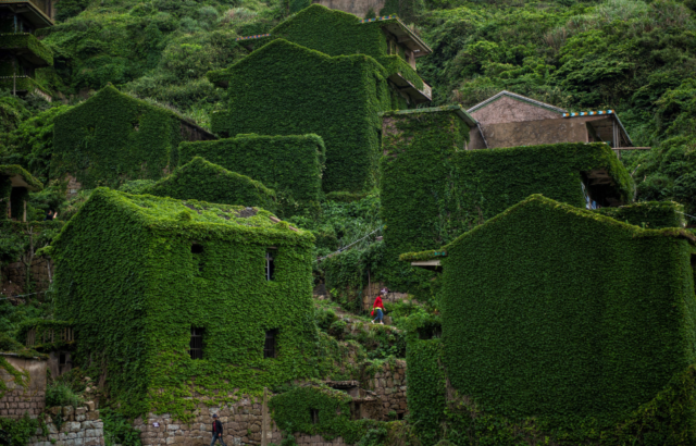 The sides of abandoned homes on a hill covered in green foliage, a person walking between buildings