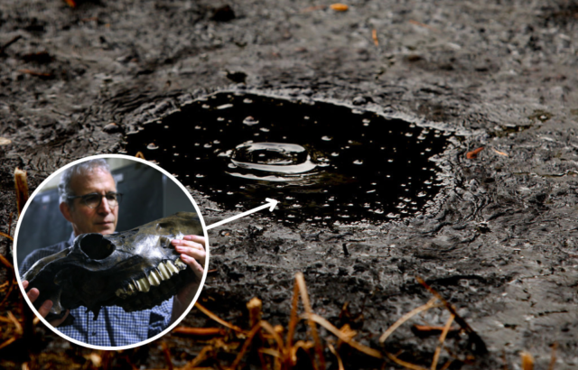 Image of leftover oil deposits from the Tar Pits and a man holding a large fossilized skull found in the pits