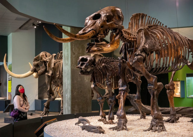 Mastodon skeletons on display in the Tar Pits museum