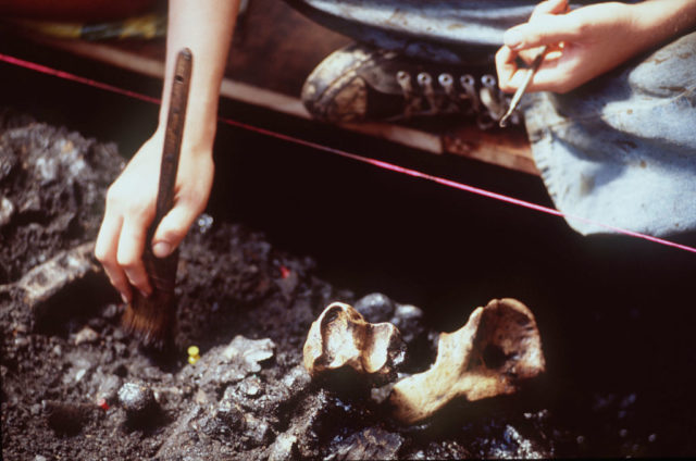 Excavating fossils in the La Brea Tar Pits