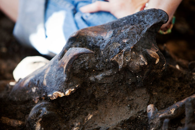 A dire wolf skull found in the Tar Pits by archeologists