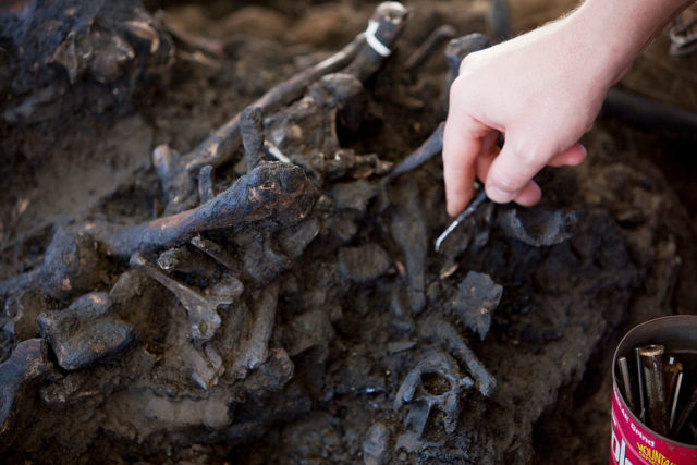A massive cache of fossils discovered in the Tar Pits