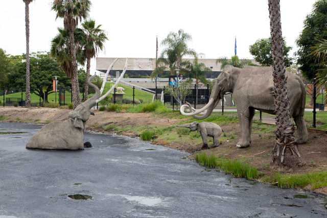 Model mammoths show how animals became stuck in the Tar Pits