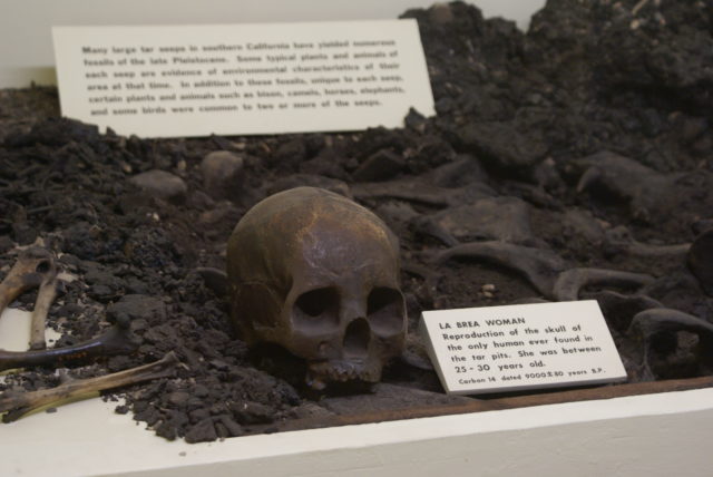 The La Brea Woman skull on display at the Tar Pits museum. 