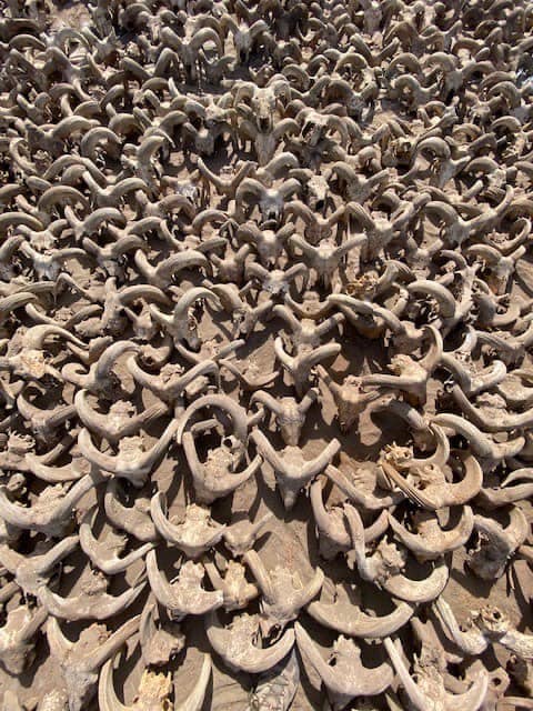 Aerial view of numerous mummified ram heads. 