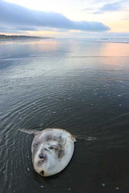 Mola tecta washed up on the beach.