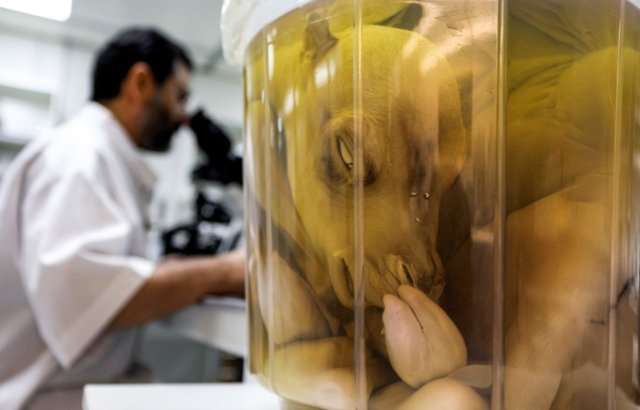 Nisar Ahmad Wani looking into a microscope while sat beside a cloned camel calf preserved in a jar of formaldehyde
