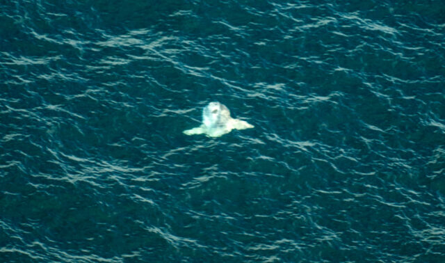 Aerial shot of an ocean sunfish swimming in the water.