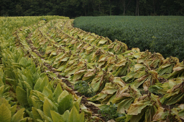 Rows of harvested tobacco in a field. 