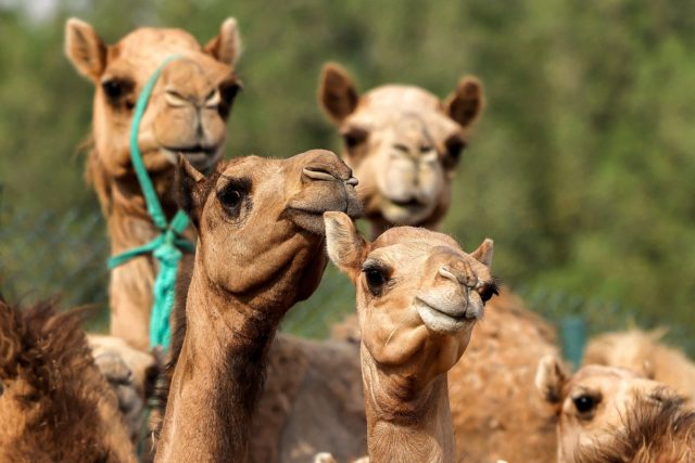 Cloned camel calves standing together