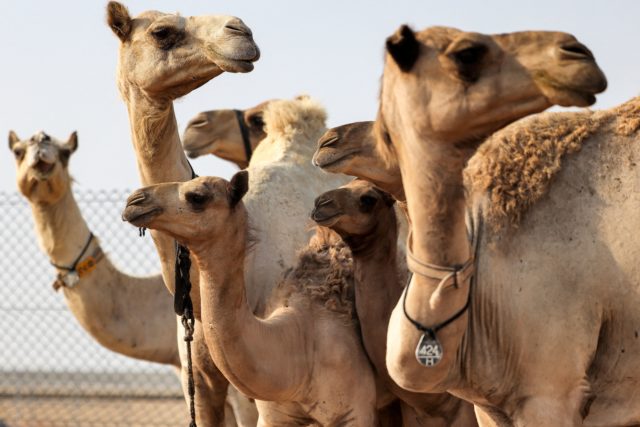 Cloned camel calves standing together in a pen