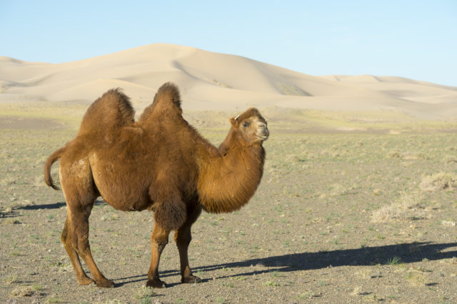 Bactrian camel standing in the middle of the Gobi Desert