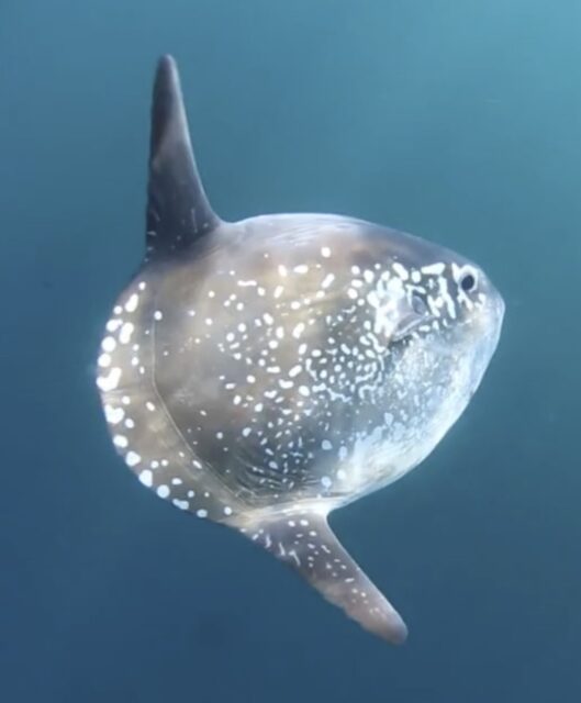 Hoodwinker sunfish swimming in the water.