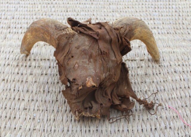 Mummified ram head.