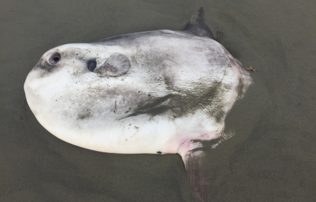 Hoodwinker sunfish washed up on a beach.