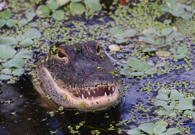 Alligator sticking its head out of the water