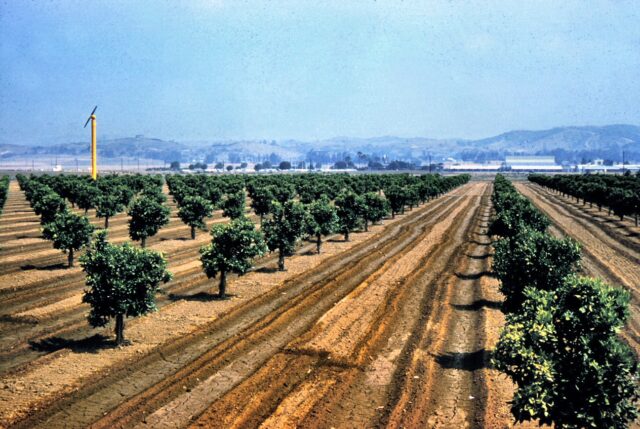Citrus groves, Golden Avenue, Placentia, California, June 1961.
