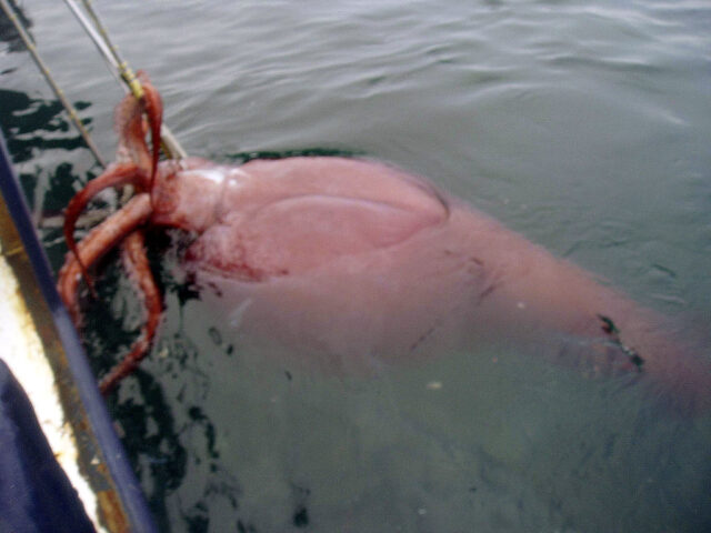 Colossal Squid hanging from a fishing hook