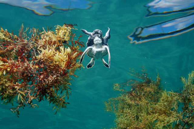 An underwater view of a turtle swimming near the ocean's surface, seaweed near it.
