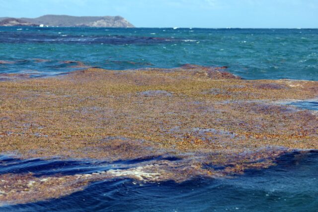 A blob of seaweed floating on the ocean's surface.
