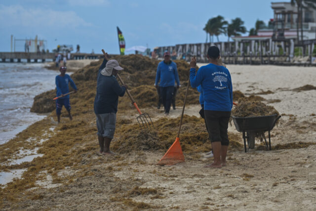 Several workers raking up sargassum seaweed that washed up on a beach.