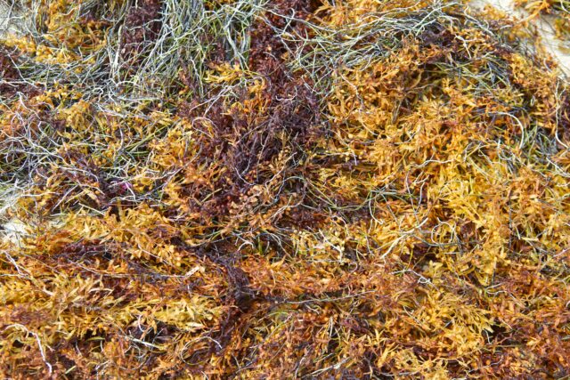 A photo of sargassum seaweed.