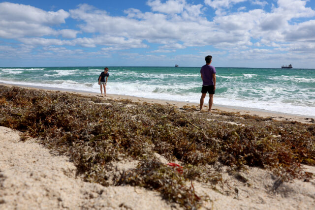 Two people standing on the shore of a beach surrounded by seaweed that has washed up on the sand.
